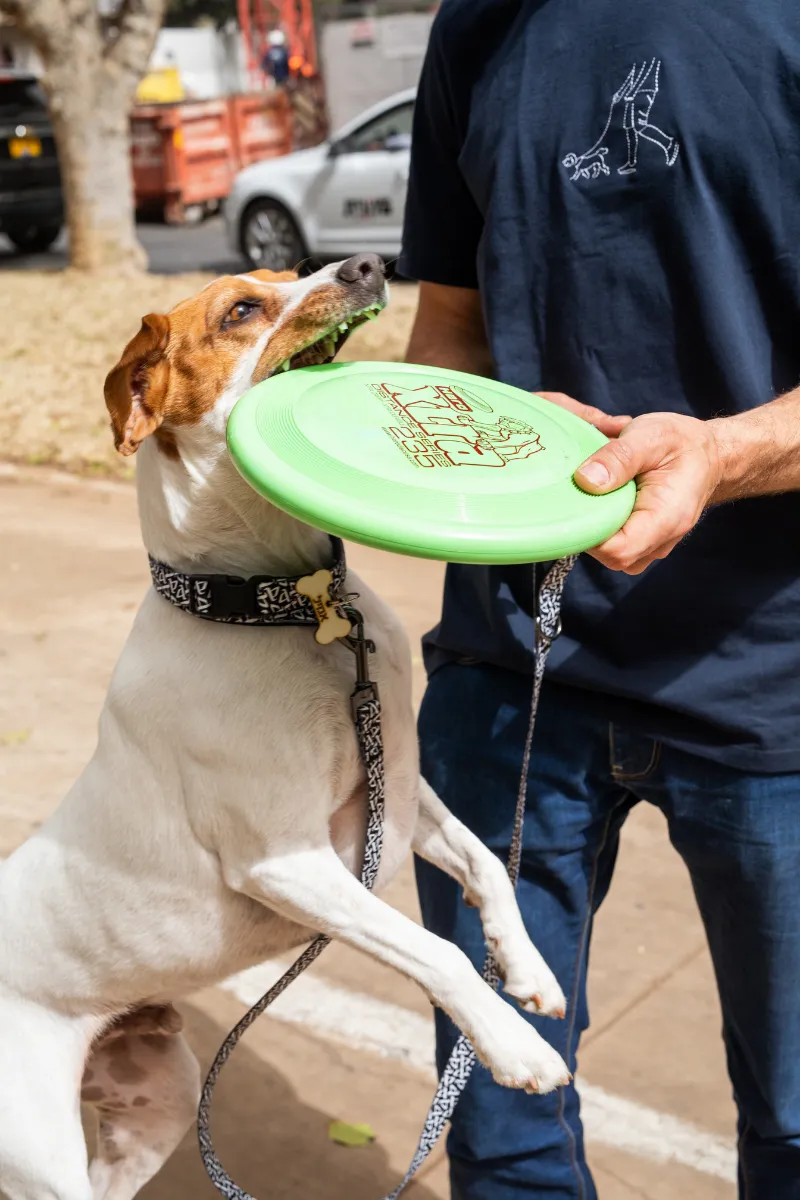 פריזבי משחק