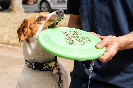 נופשים_על_ארבע_37-565w